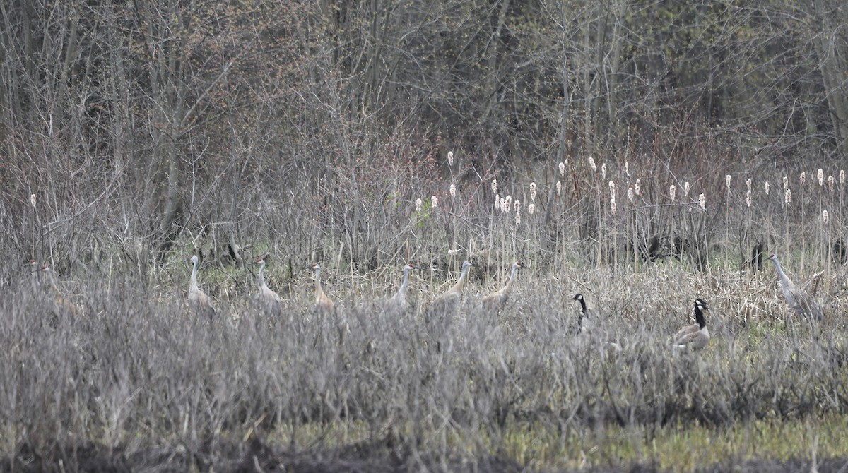 Sandhill Crane - ML617804547