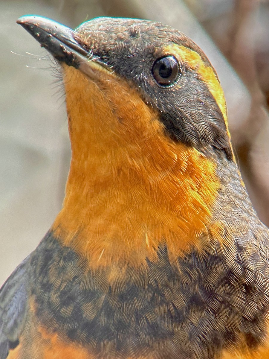 Varied Thrush - ML617804558