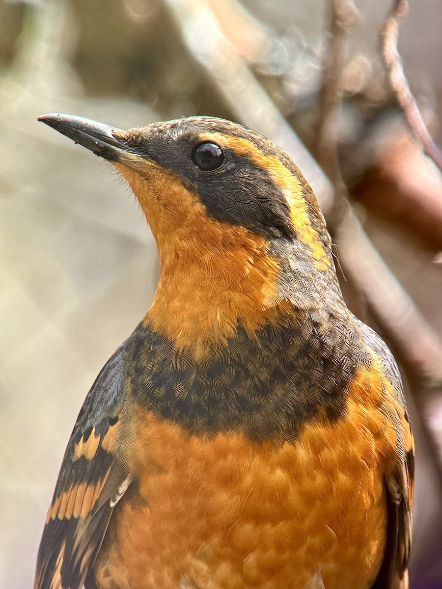 Varied Thrush - Detlef Buettner