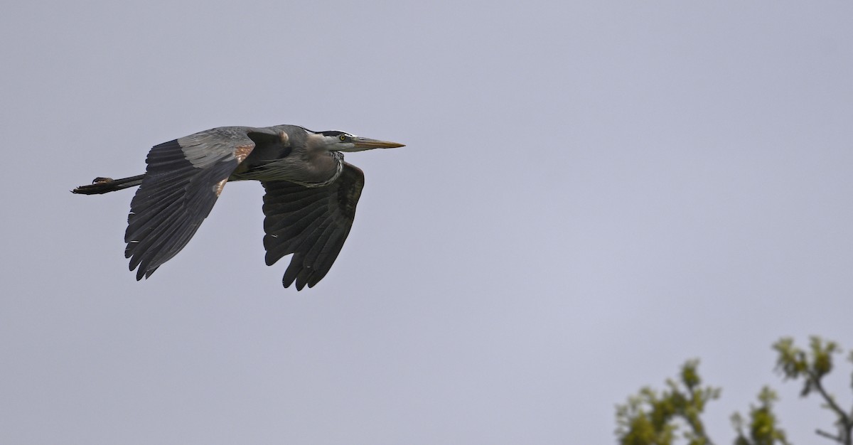 Great Blue Heron - steve sampson