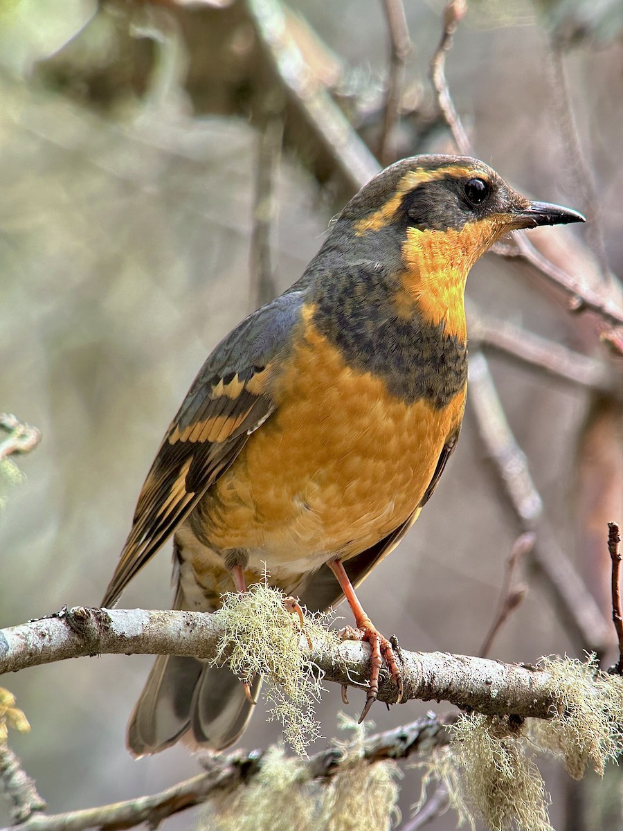 Varied Thrush - ML617804571