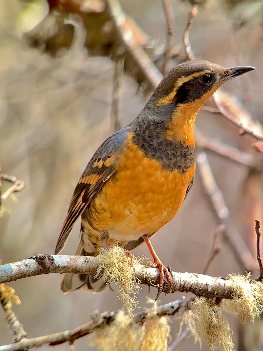 Varied Thrush - ML617804572