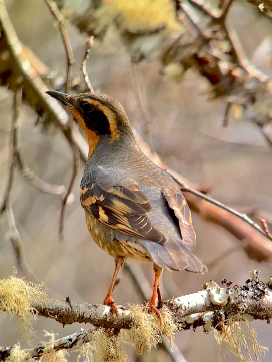 Varied Thrush - ML617804573