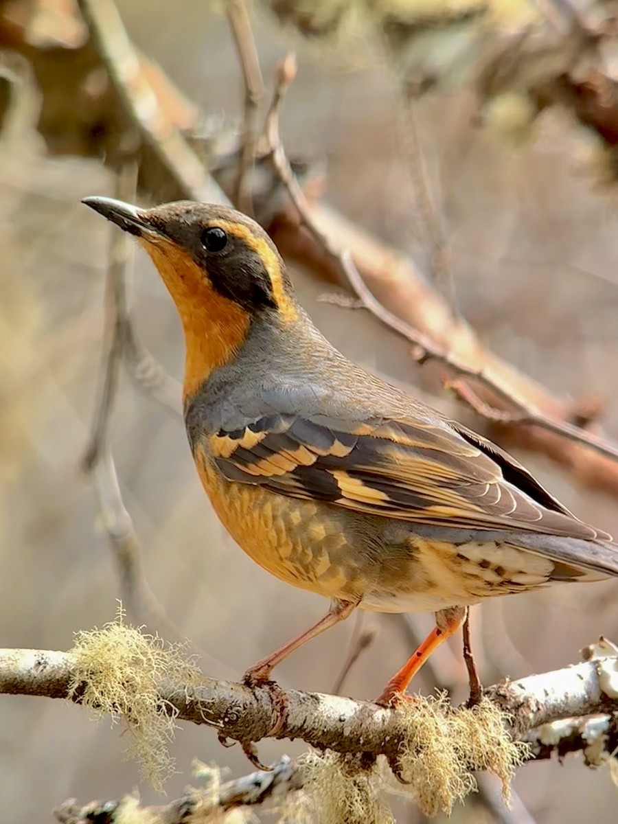 Varied Thrush - ML617804574