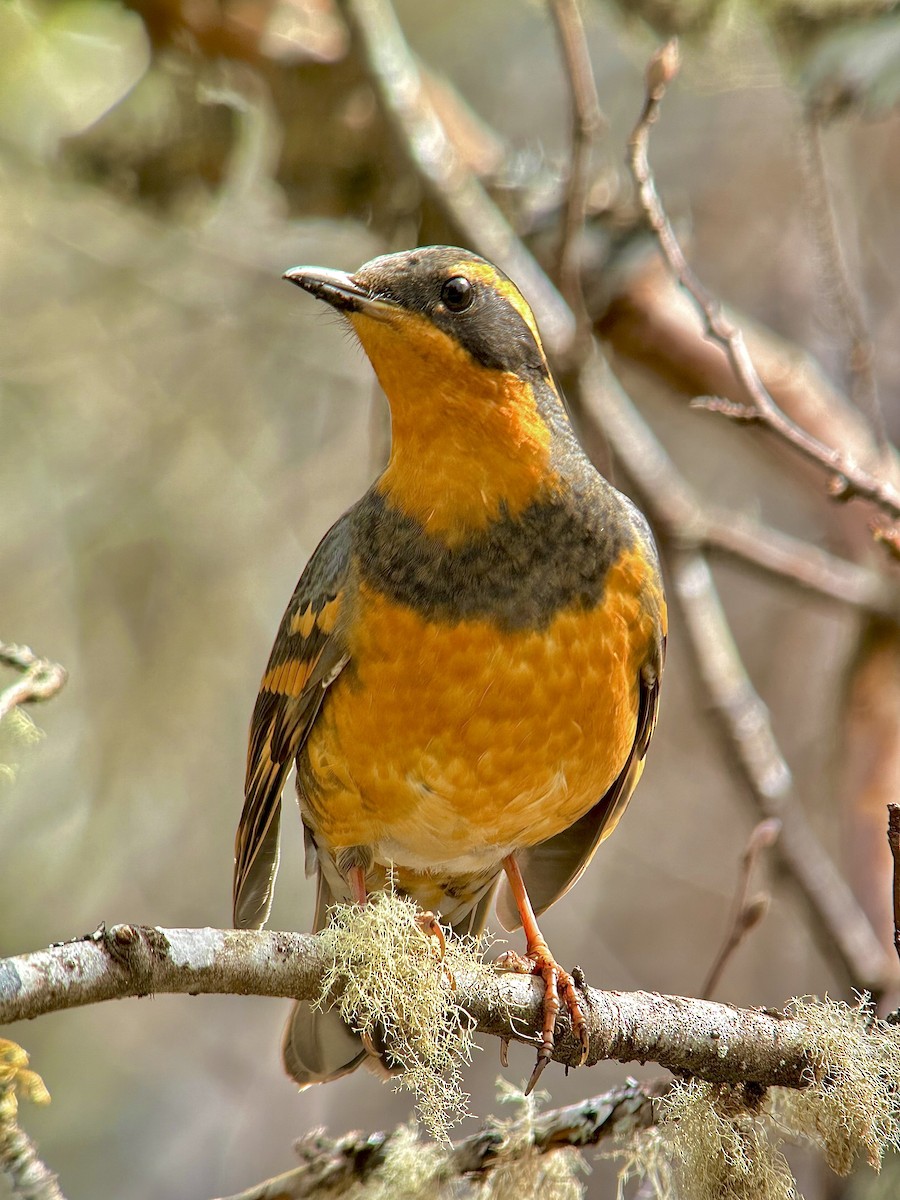 Varied Thrush - ML617804575