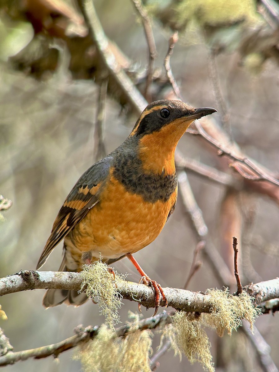 Varied Thrush - ML617804576