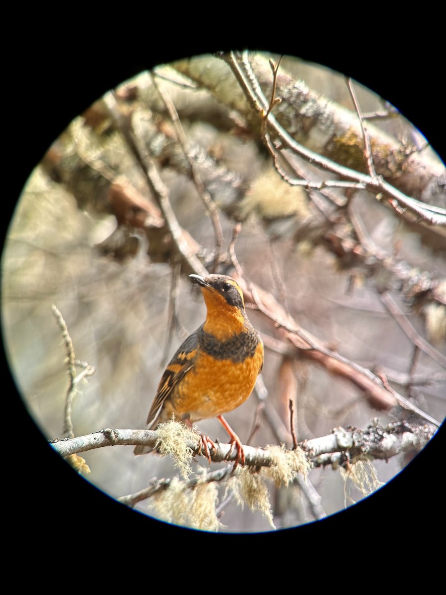 Varied Thrush - ML617804600