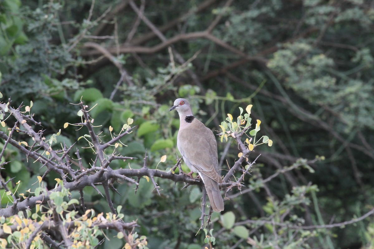 Mourning Collared-Dove - Geoff Butcher