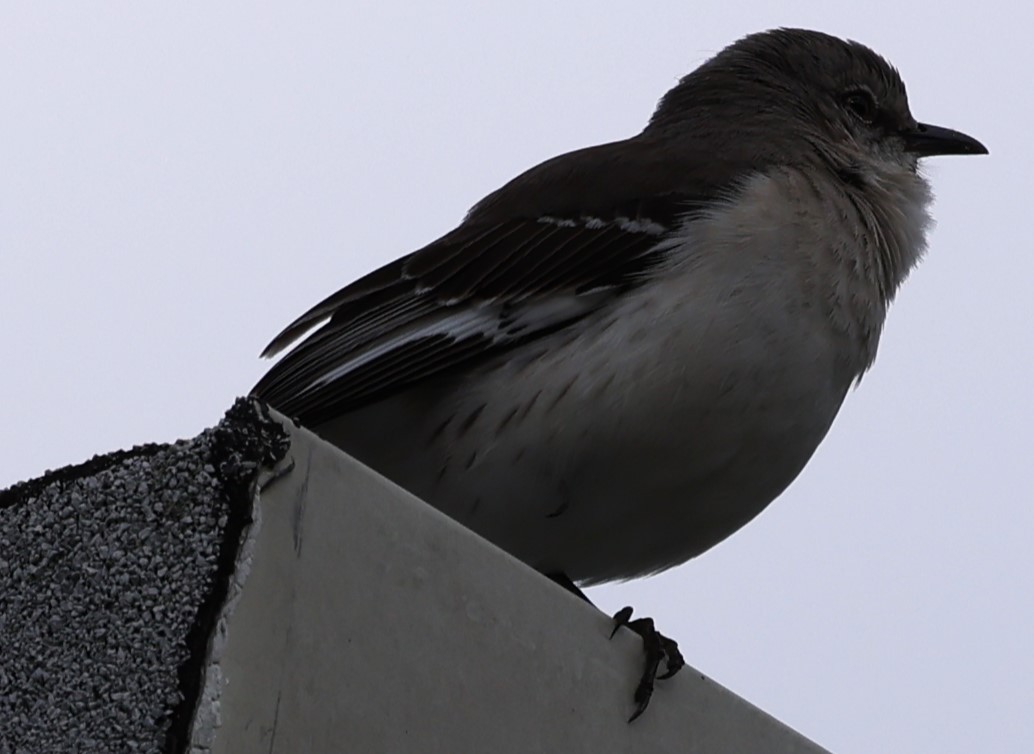 Northern Mockingbird - ML617804670