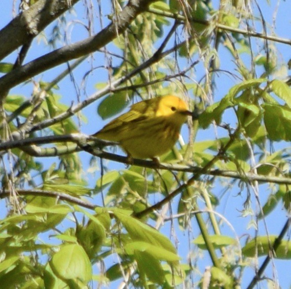 Paruline jaune - ML617804671