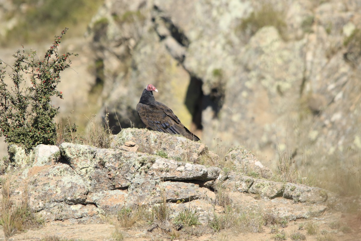 Turkey Vulture - ML617804672