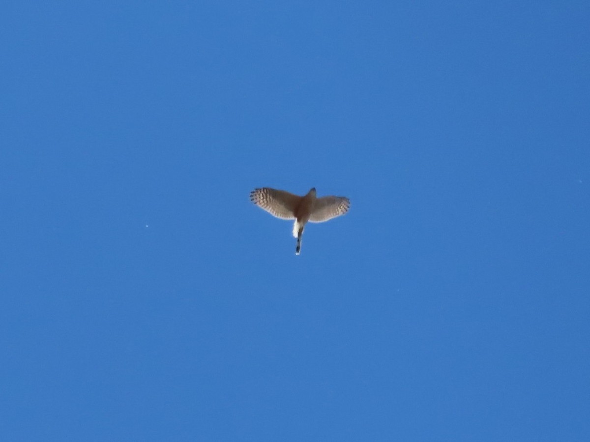 Sharp-shinned Hawk - J.A. Jensen