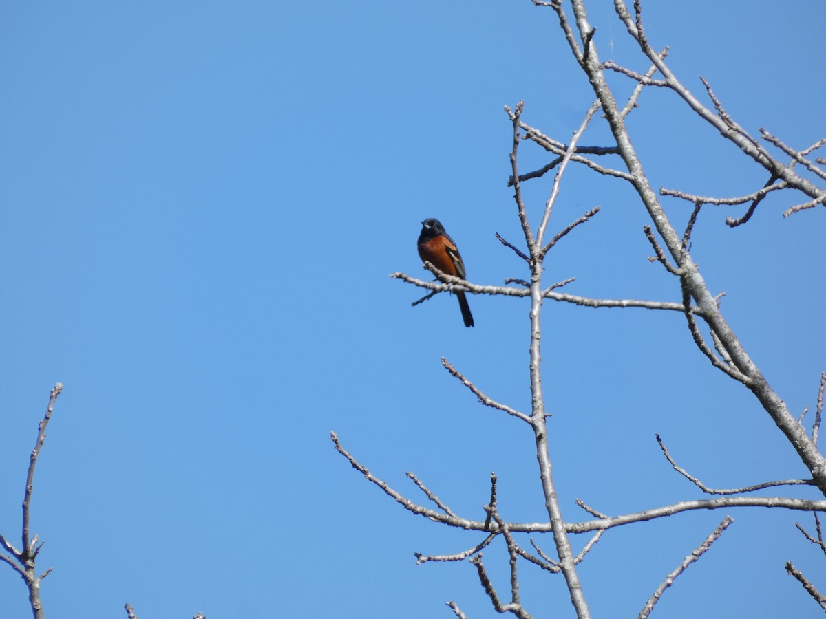 Orchard Oriole - ML617804715