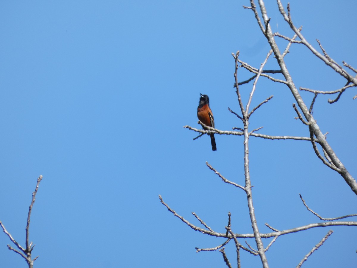 Orchard Oriole - ML617804716