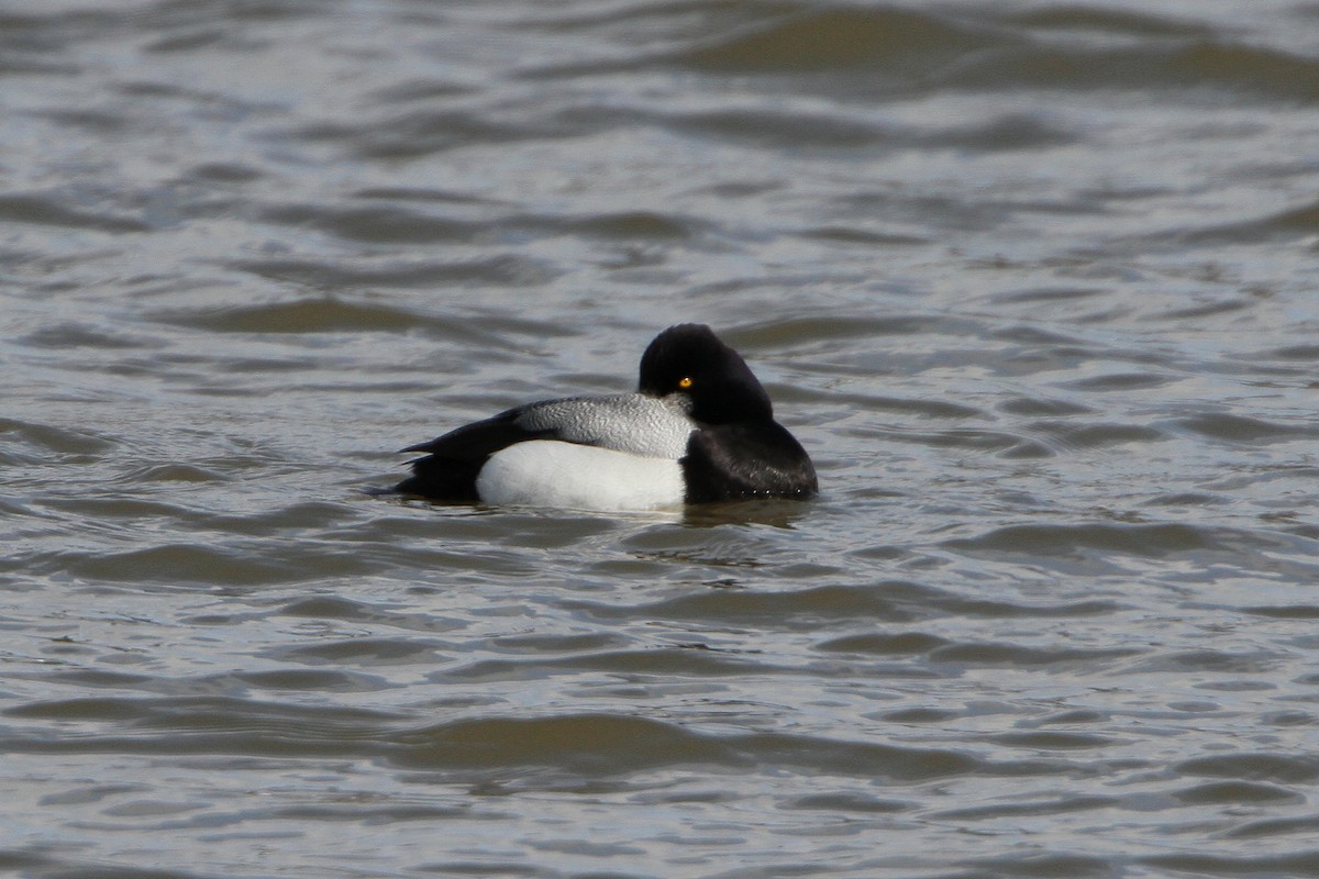 Lesser Scaup - ML617804717