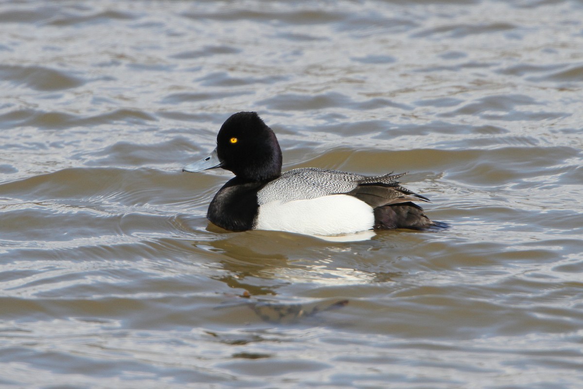 Lesser Scaup - ML617804718