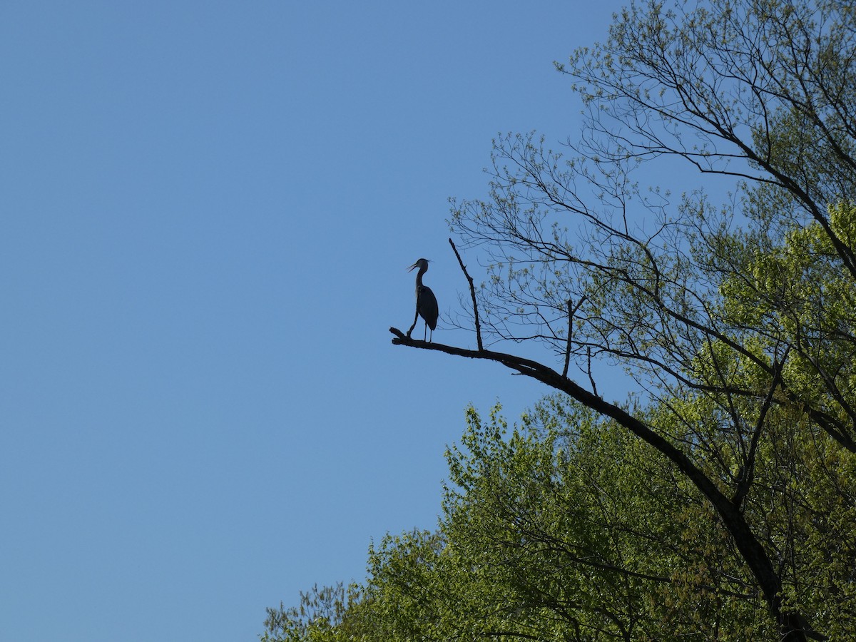 Great Blue Heron - ML617804736