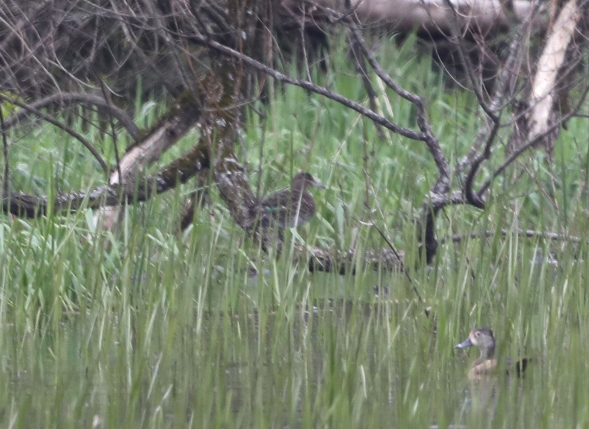 Green-winged Teal - "Chia" Cory Chiappone ⚡️