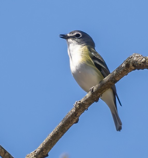 Blue-headed Vireo - ML617804748