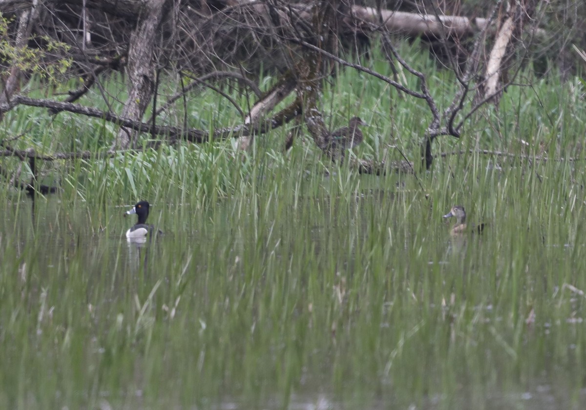 Ring-necked Duck - "Chia" Cory Chiappone ⚡️