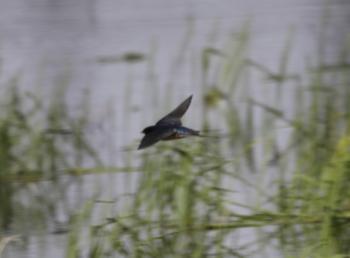 Barn Swallow - ML617804768