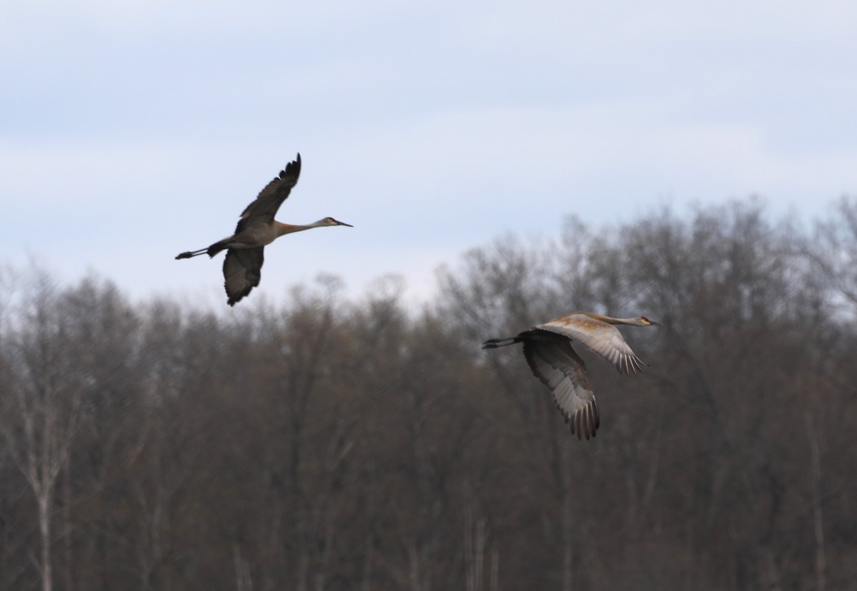 Sandhill Crane - ML617804780