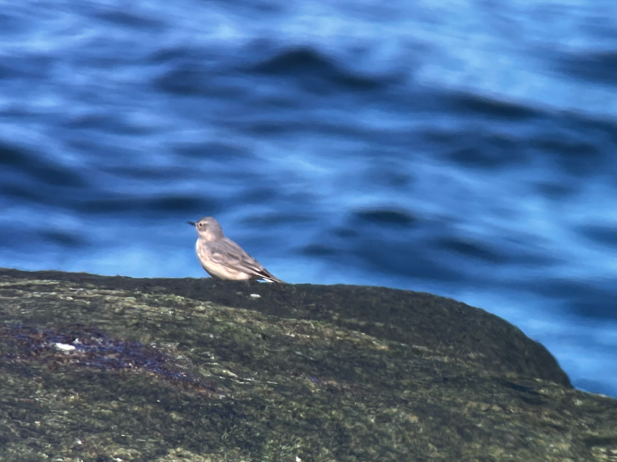 American Pipit - Thatcher  Slocum