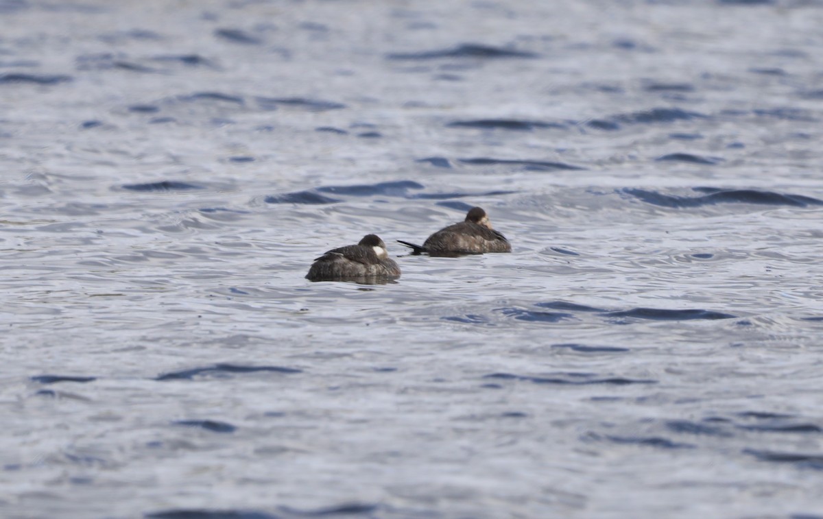 Ruddy Duck - ML617804790