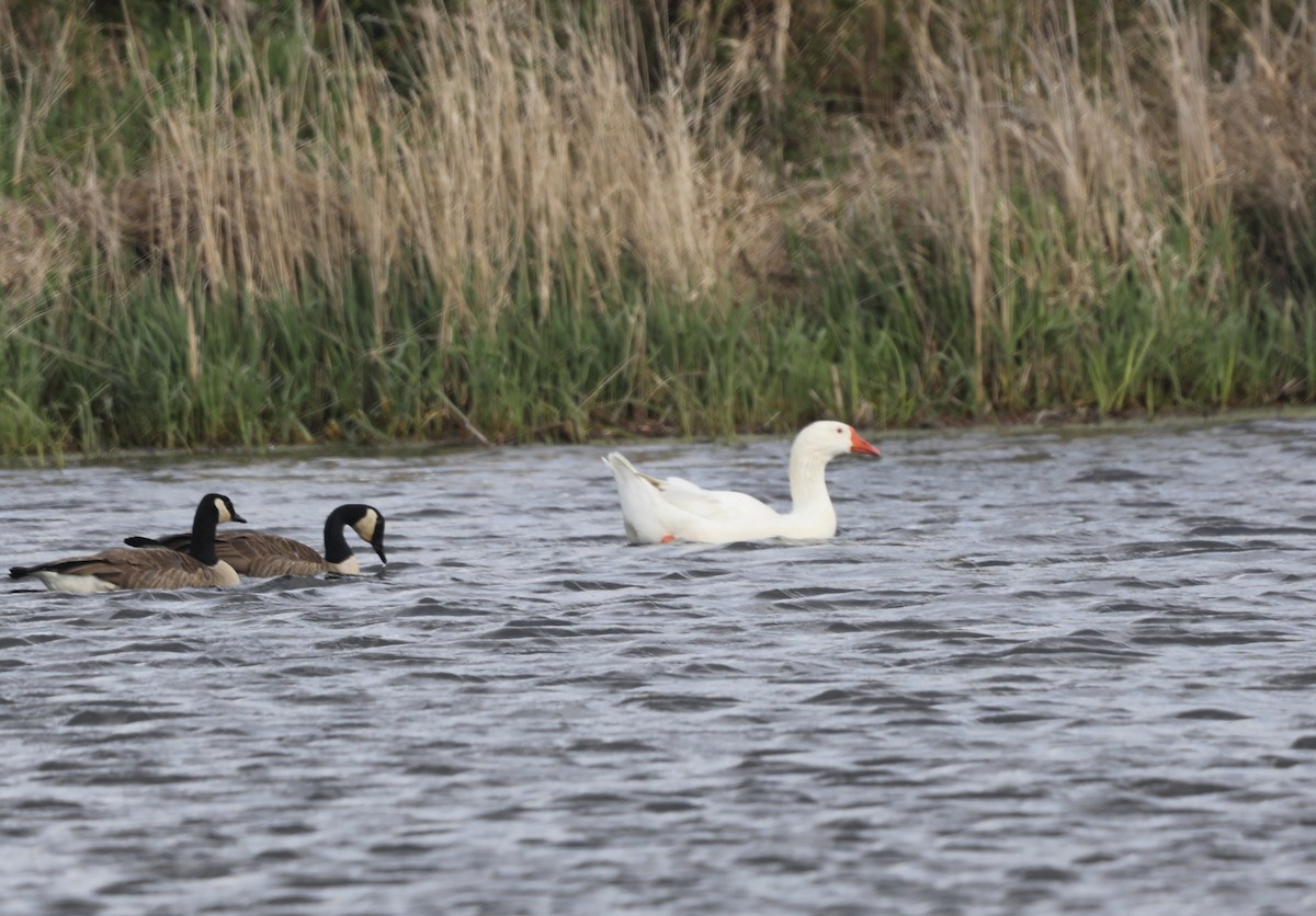 Graylag Goose (Domestic type) - ML617804820