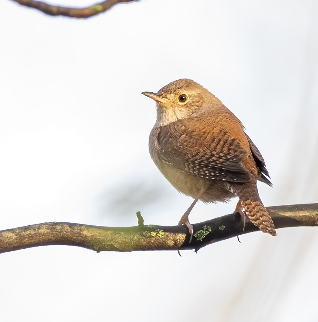 House Wren - ML617804843