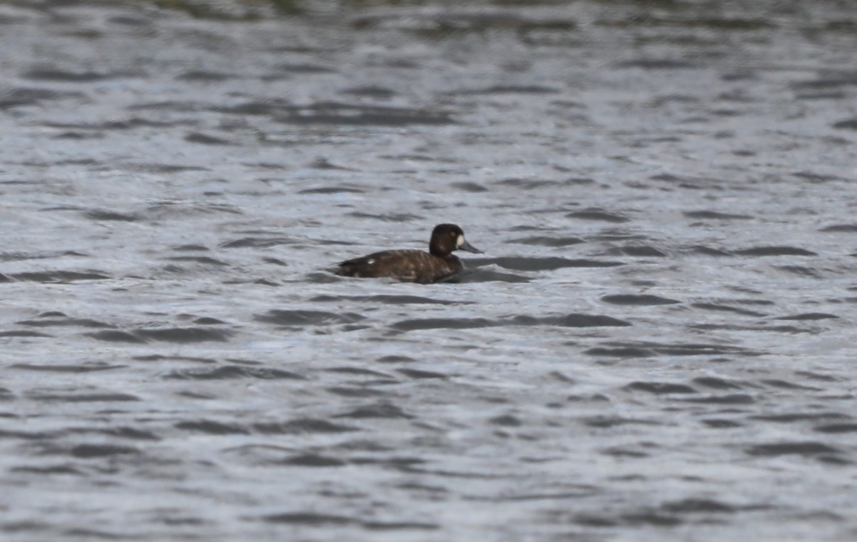 Lesser Scaup - ML617804878