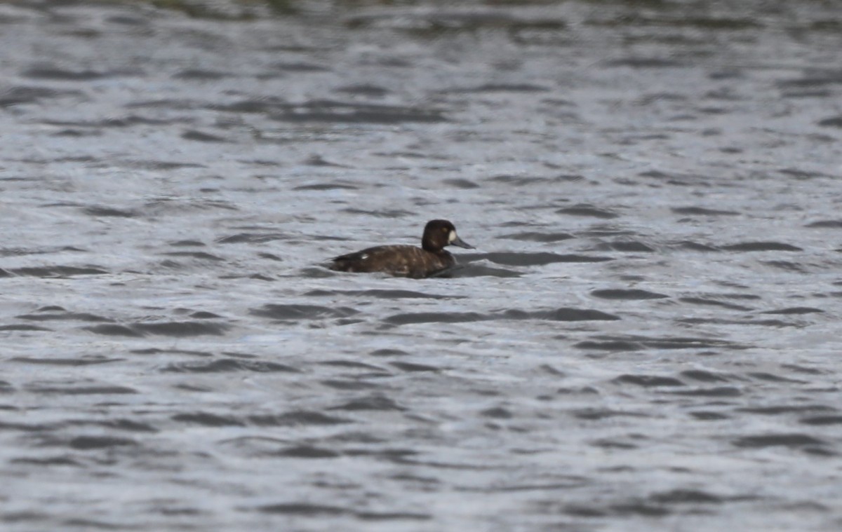 Lesser Scaup - ML617804878