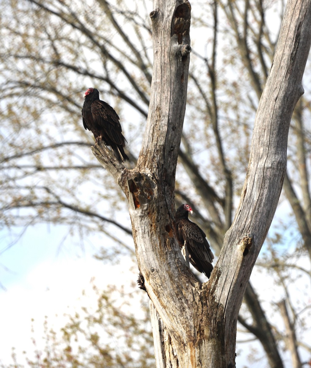 Turkey Vulture - ML617804892