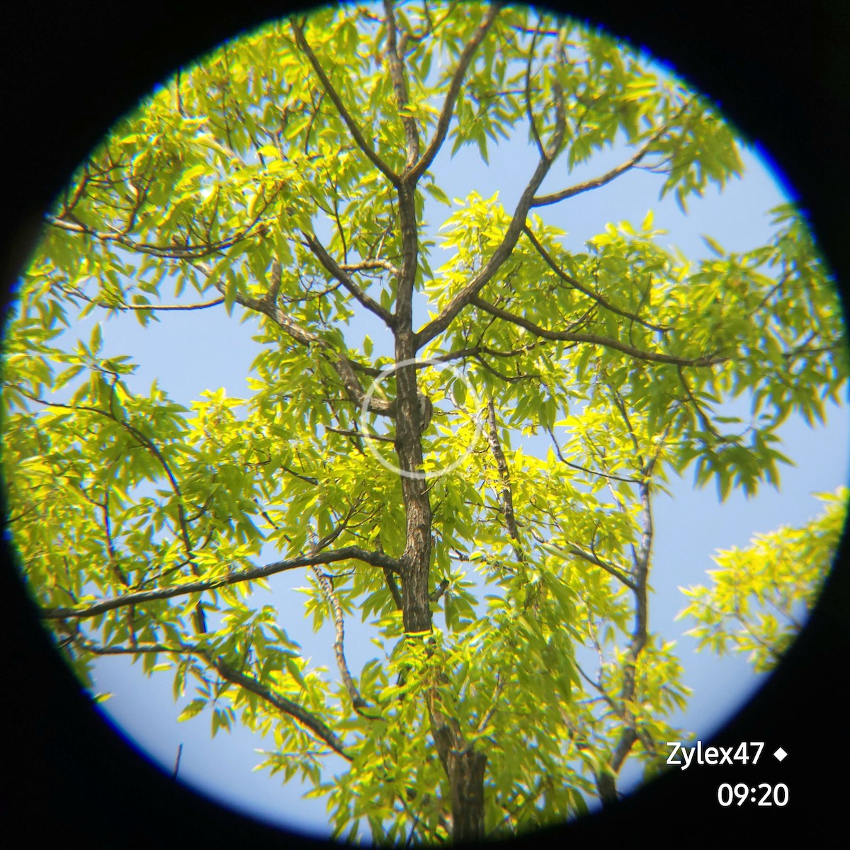 Gray-headed Woodpecker (Gray-headed) - ML617804903