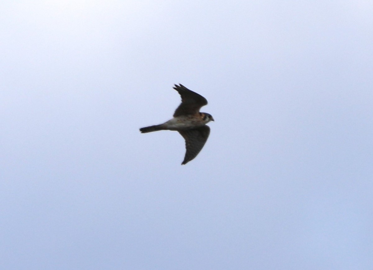 American Kestrel - ML617804907