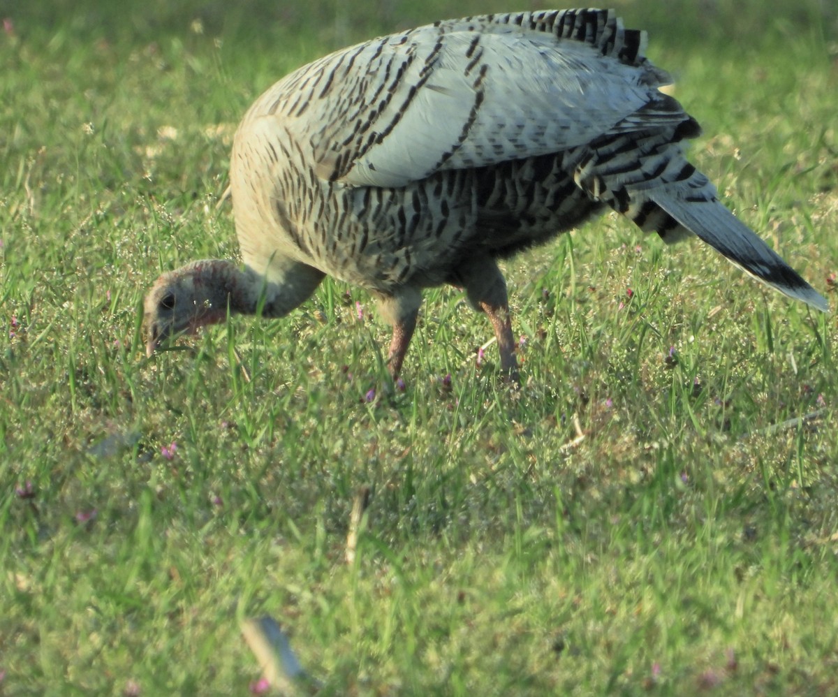 Wild Turkey - ML617804923