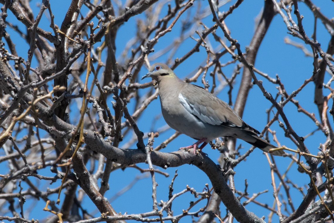 White-winged Dove - ML617804957