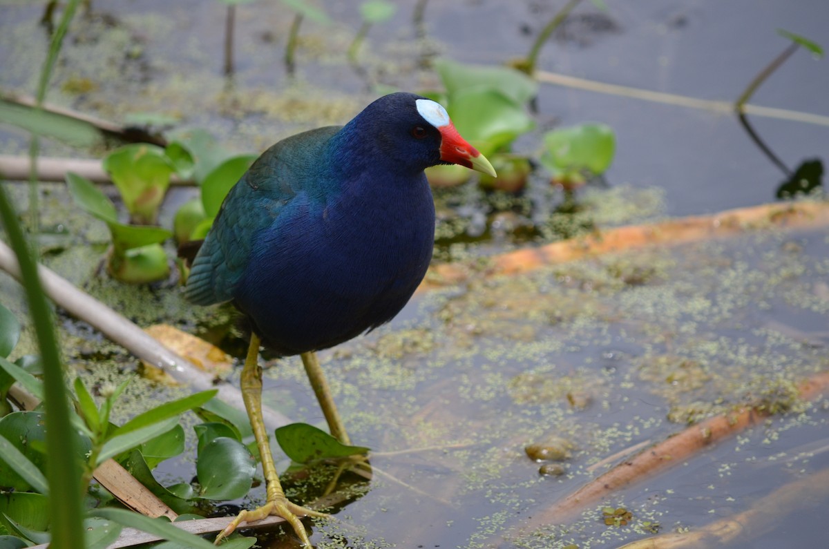 Purple Gallinule - Skip Smith
