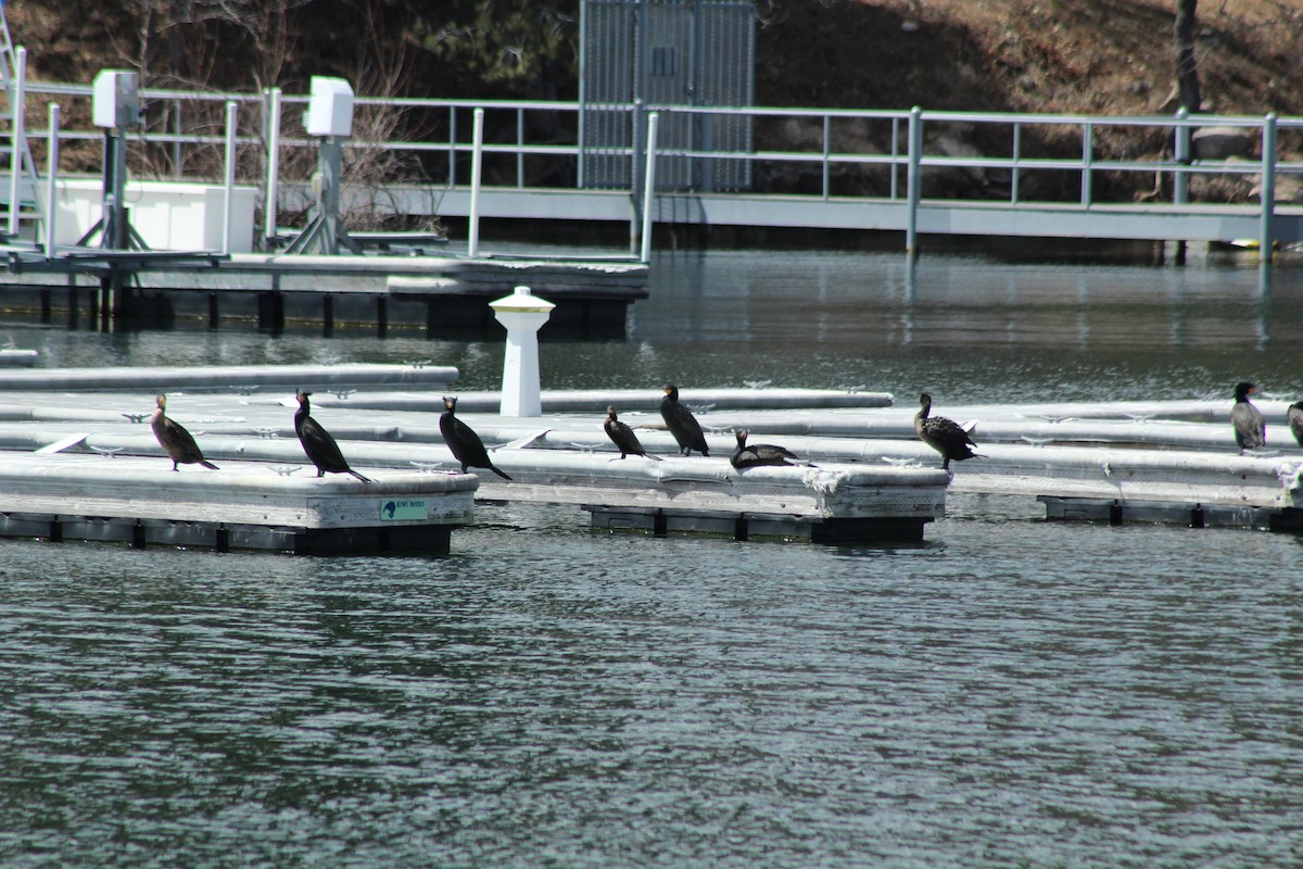 Double-crested Cormorant - Vicky Bonifacio