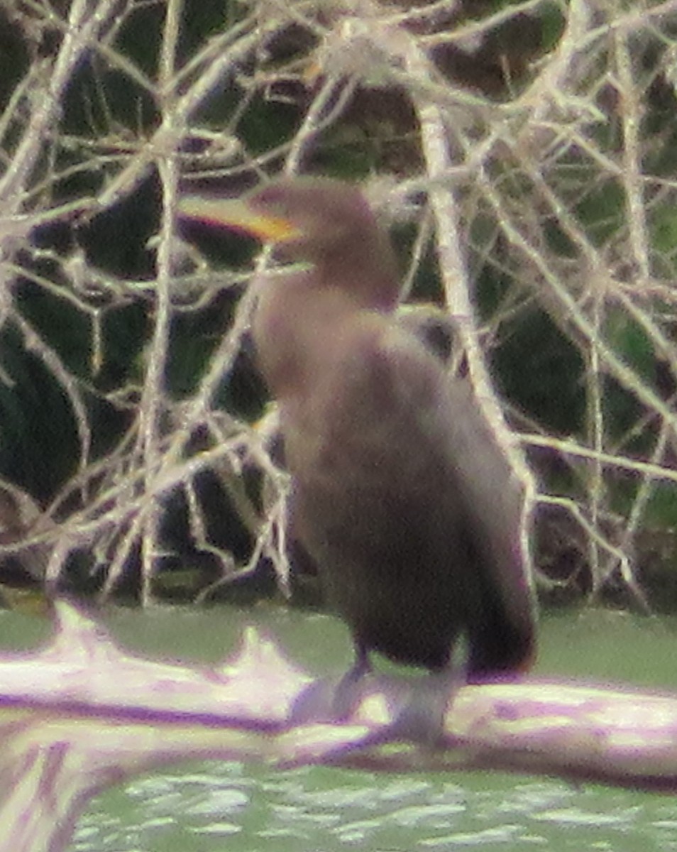 Neotropic Cormorant - ML617805026