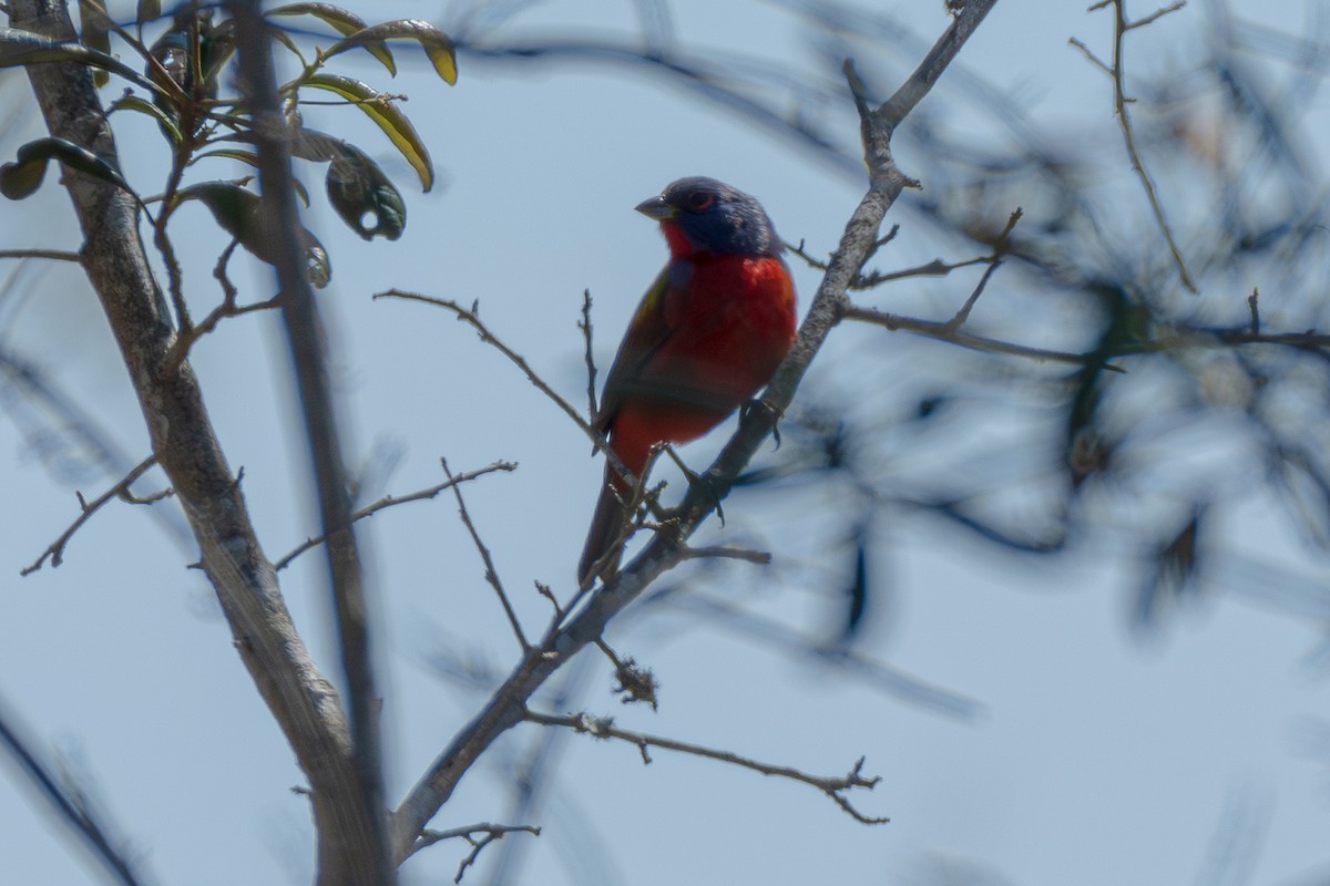 Painted Bunting - Susan Fears