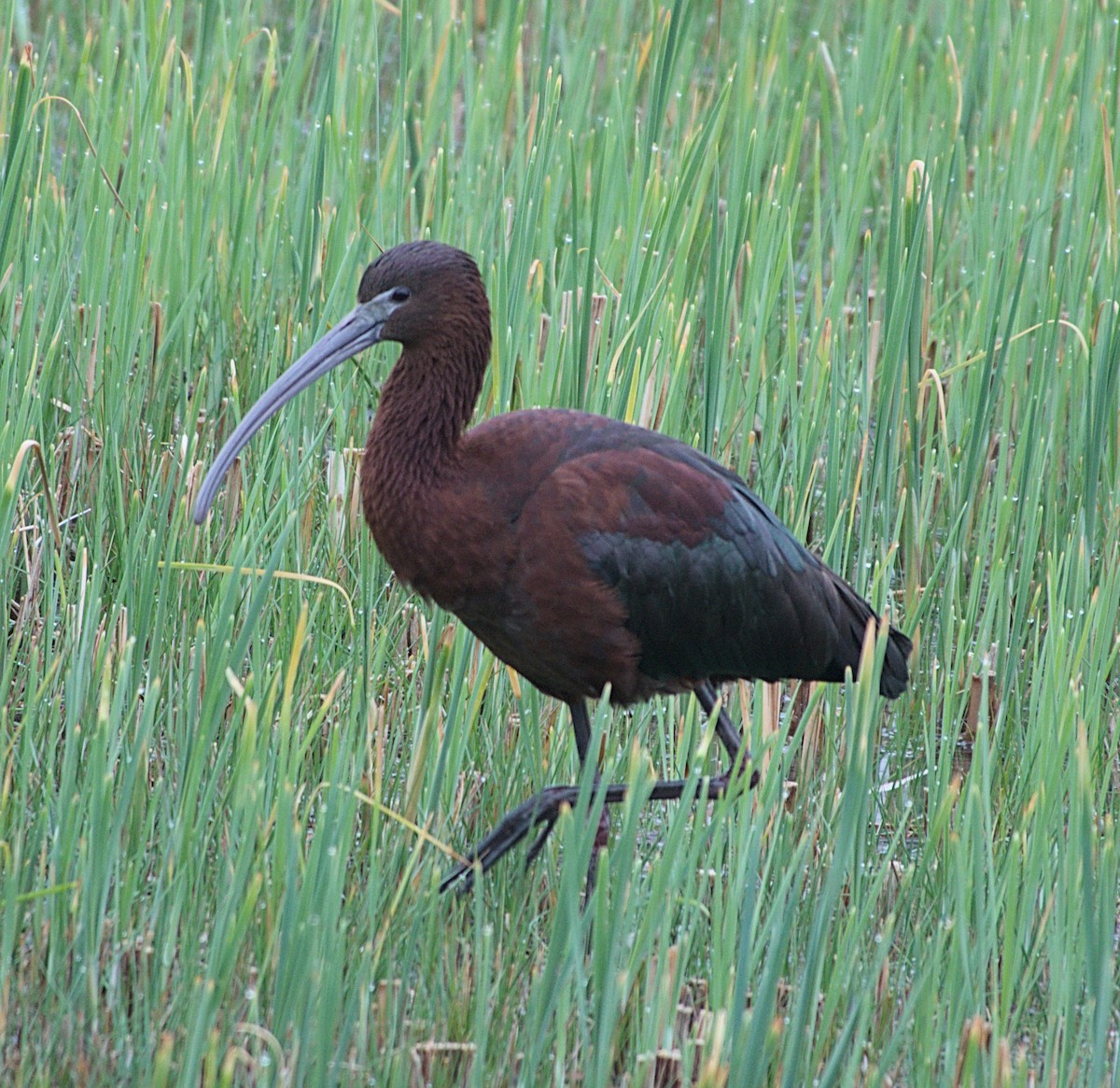 ibis hnědý - ML617805051