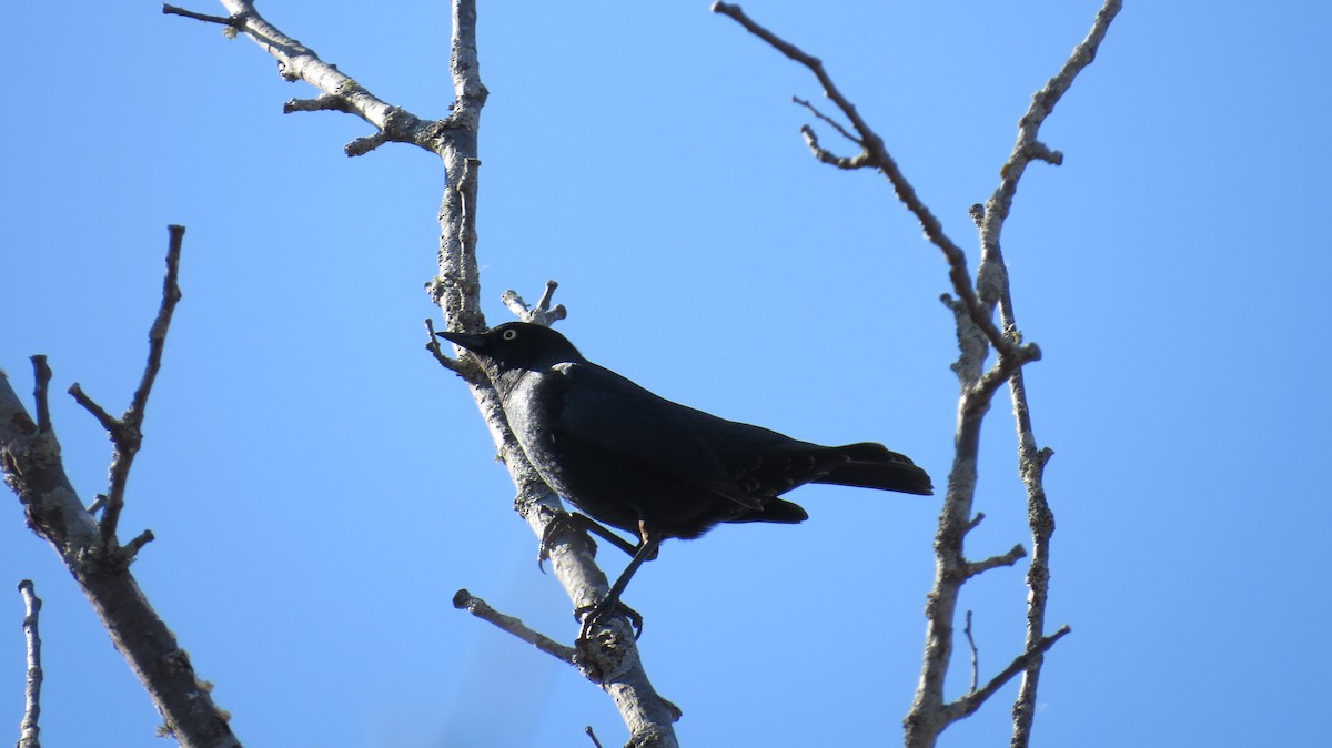 Rusty Blackbird - Jennie Lanzendorf