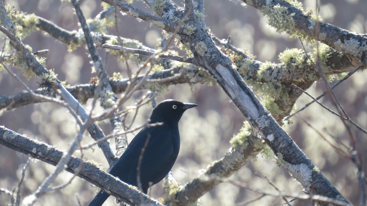 Rusty Blackbird - ML617805055