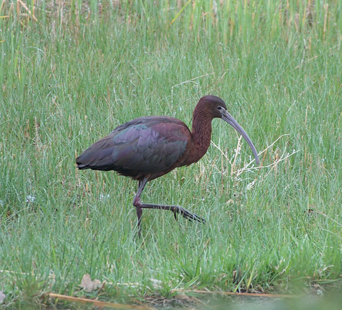 ibis hnědý - ML617805092