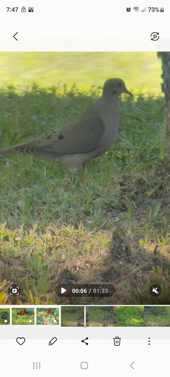 Mourning Dove - Cynthia Hebert