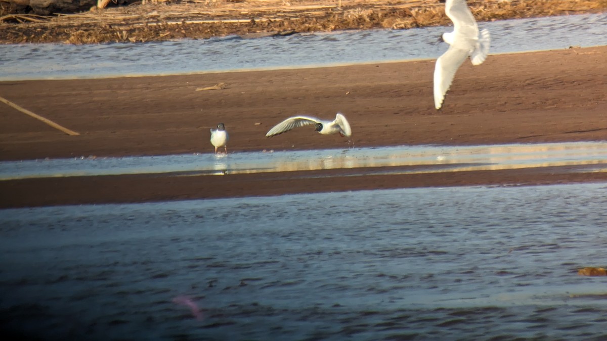 Bonaparte's Gull - Jennie Lanzendorf