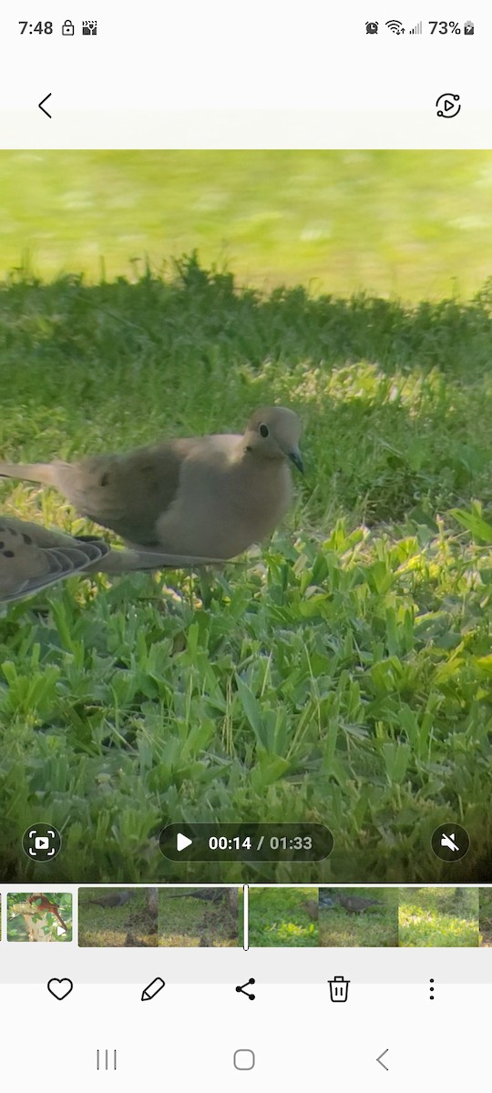 Mourning Dove - Cynthia Hebert