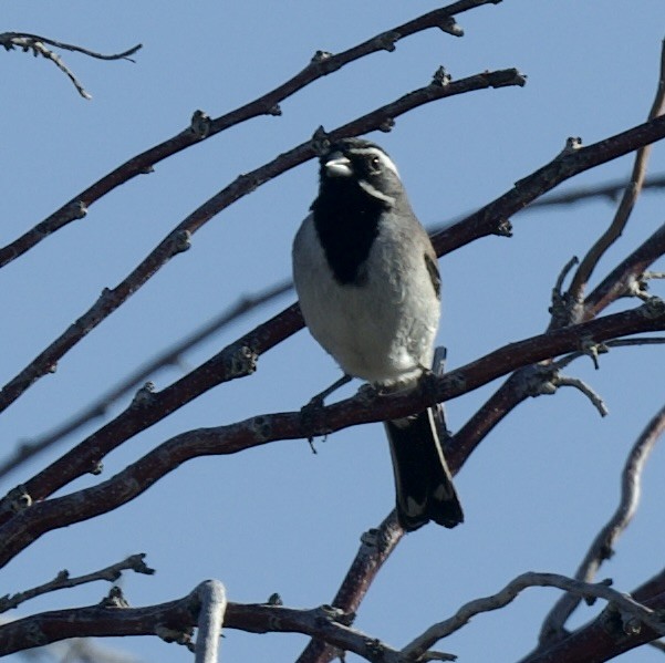 Bruant à gorge noire - ML617805184