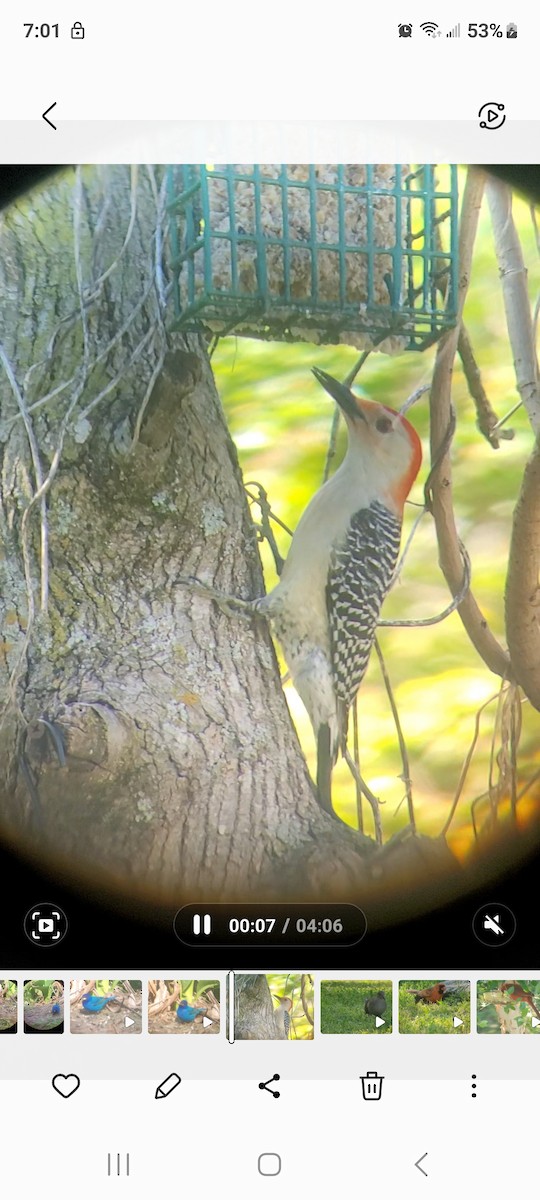 Red-bellied Woodpecker - Cynthia Hebert